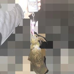 アオリイカ