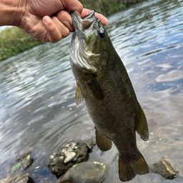 スモールマウスバス