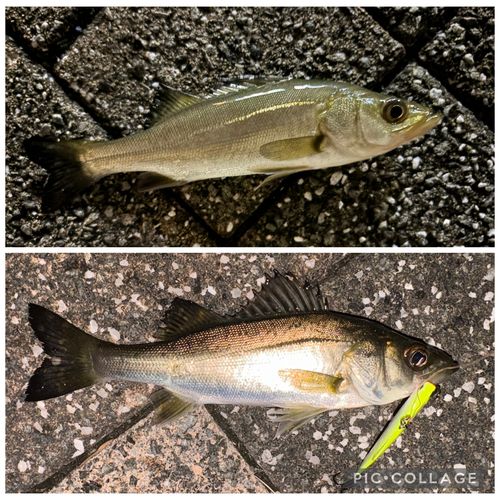 シーバスの釣果