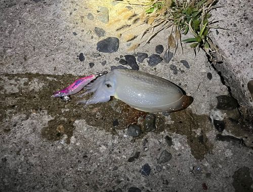 シリヤケイカの釣果