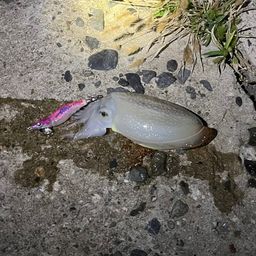 シリヤケイカ