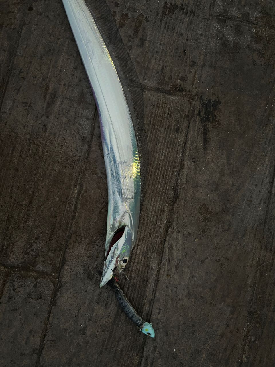タチウオ