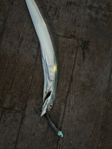 タチウオの釣果