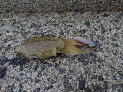 アオリイカの釣果