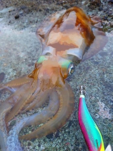 アオリイカの釣果