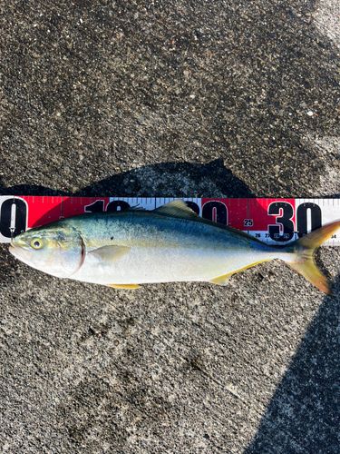 ワカシの釣果