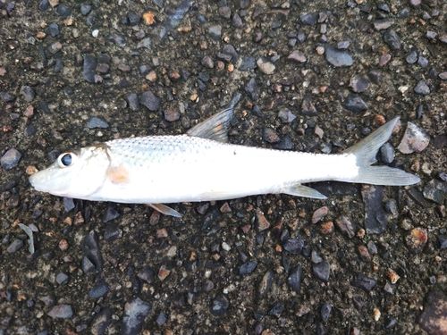 ニゴイの釣果