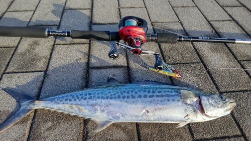 サゴシの釣果