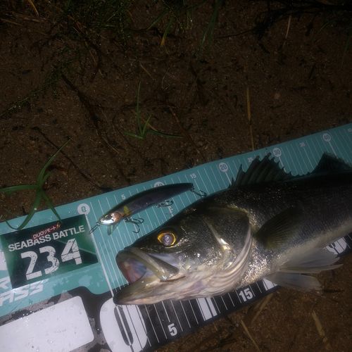 シーバスの釣果