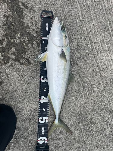 イナダの釣果