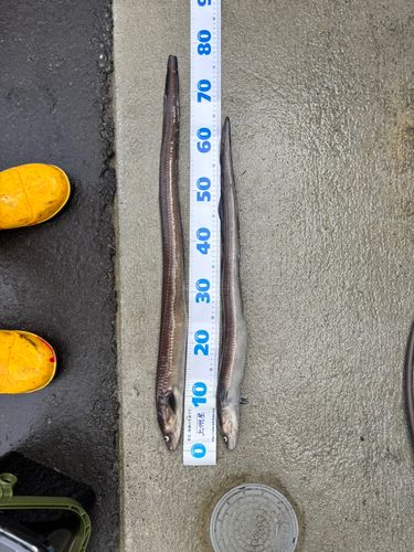 クロソイの釣果