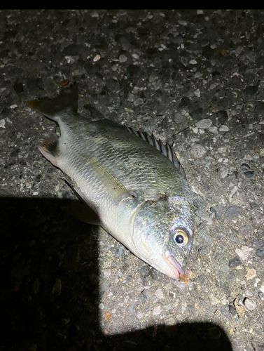 養老川臨海公園