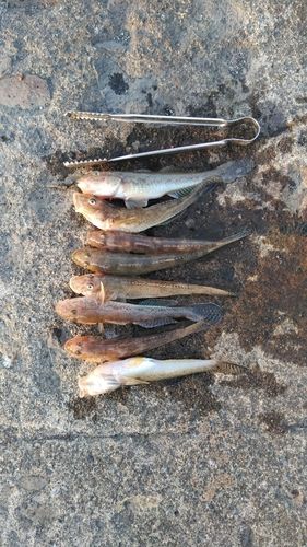 ハゼの釣果