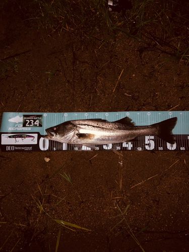 宍道湖