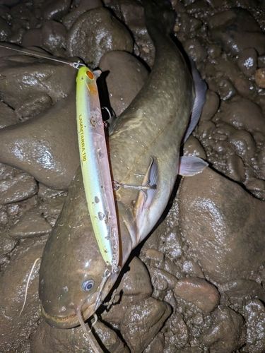 ナマズの釣果