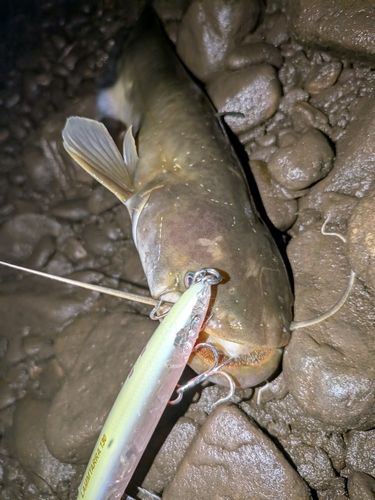 ナマズの釣果