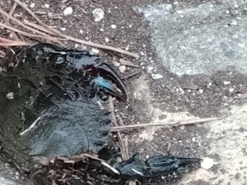 イシガニの釣果