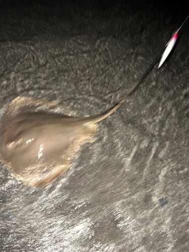 アカエイの釣果