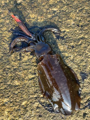 アオリイカの釣果