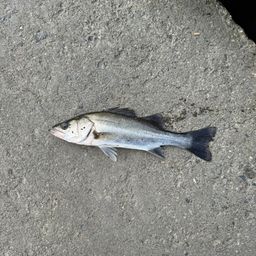 セイゴ（マルスズキ）