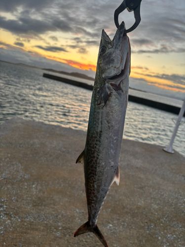 サゴシの釣果