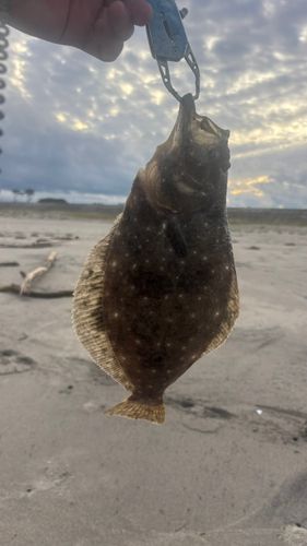 ソゲの釣果
