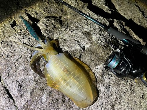 アオリイカの釣果