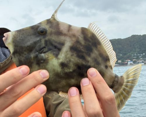 相模湾