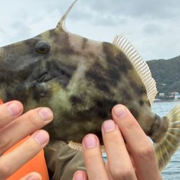 カワハギ