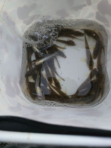 ハゼの釣果