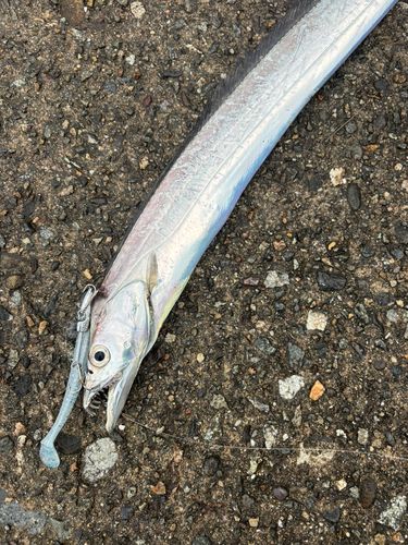 タチウオの釣果