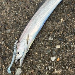 タチウオ