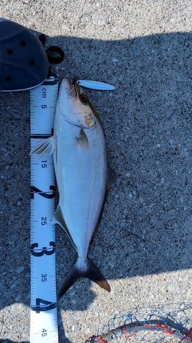 ショゴの釣果
