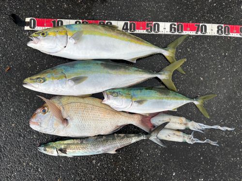 ハマチの釣果