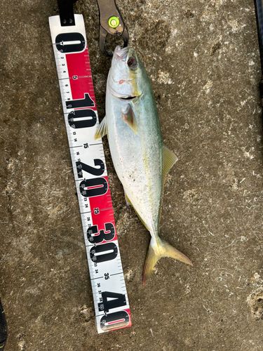 イナダの釣果