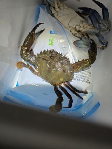 ワタリガニの釣果