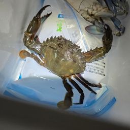 ワタリガニ