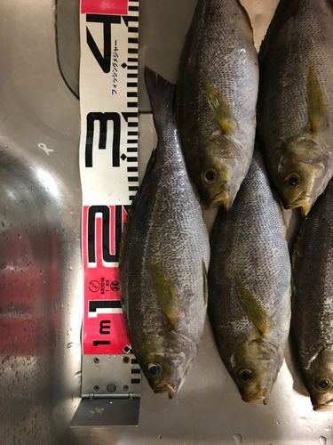 イサキの釣果