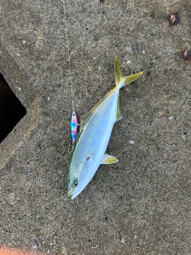 ワカシの釣果
