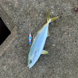 ワカシ