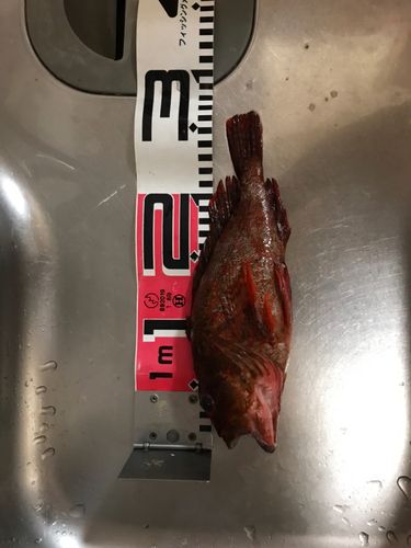 ガシラの釣果