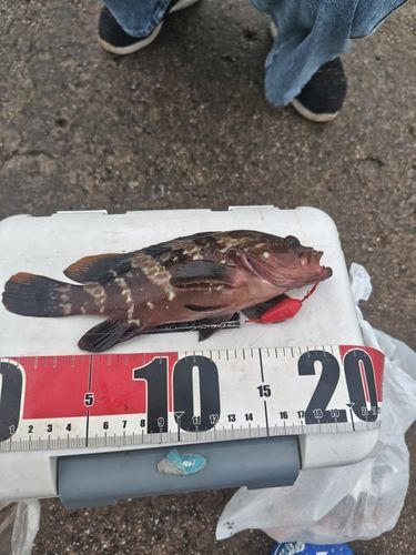 キジハタの釣果