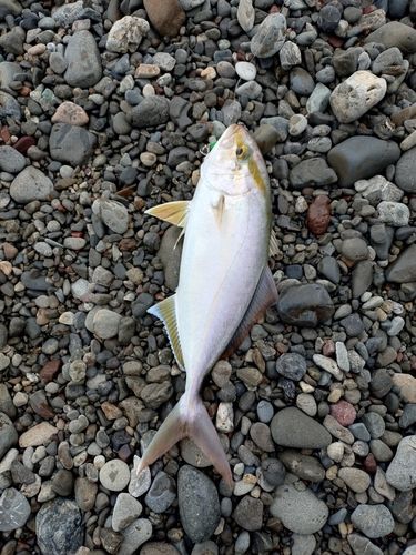 ネリゴの釣果