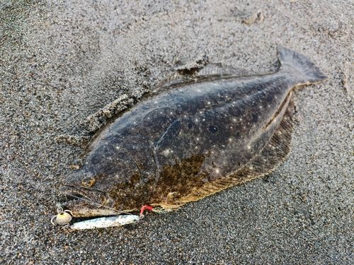 ヒラメの釣果