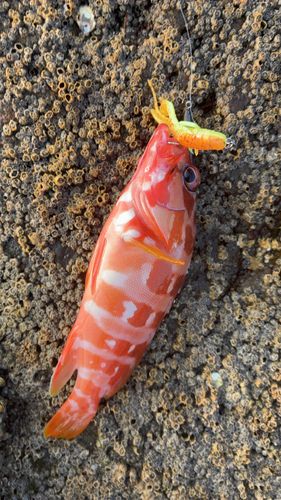 アカハタの釣果