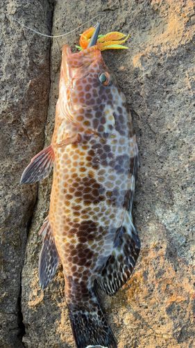 オオモンハタの釣果