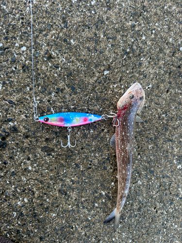 エソの釣果