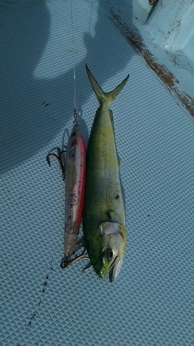 シイラの釣果