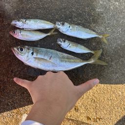 アジ