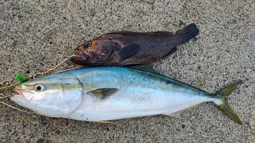 イナダの釣果